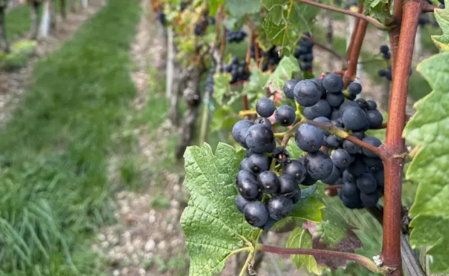 Saint-Émilion Grand Cru - Meilleurs millésimes 2026