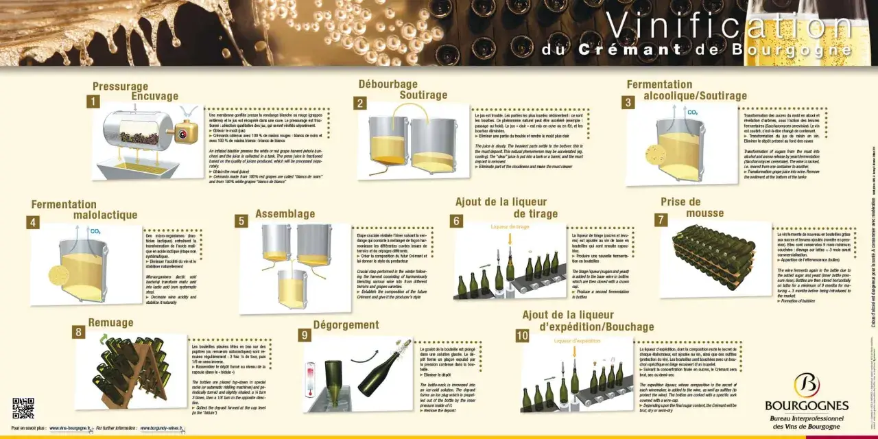 Le processus de vinification du Crémant de Bourgogne, de la pressurage à l'ajout de la liqueur d'expédition.