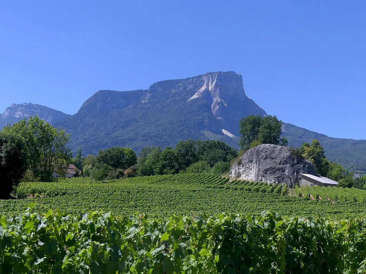Vignoble verdoyant sous un ciel bleu, avec des montagnes en arrière-plan. Un avis sur le vin de Savoie Abymes s'impose.