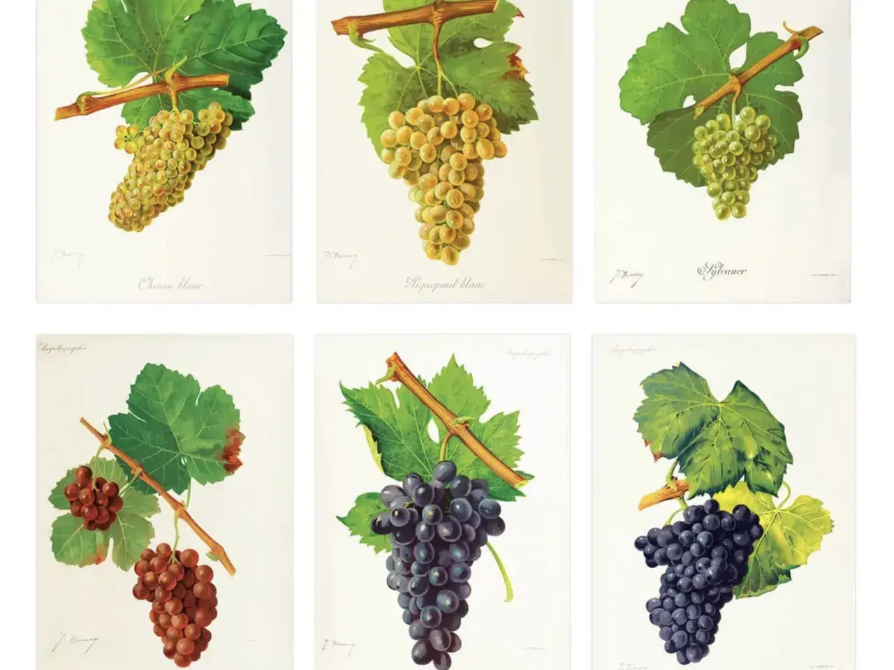 Six illustrations de grappes de raisin, dont une liste de cépages rouges. On y voit des raisins blancs et rouges, avec leurs feuilles vertes.