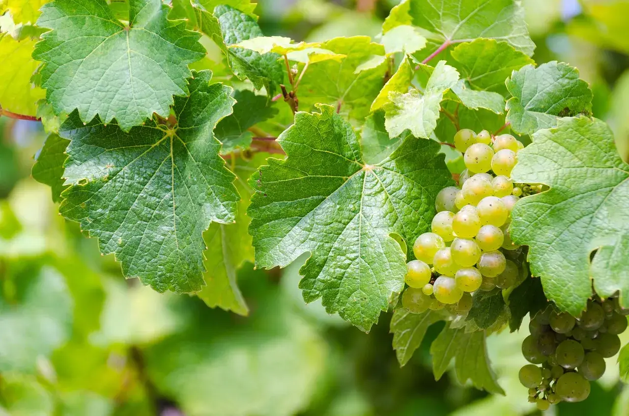 Des grappes de raisins blancs mûrs sur une vigne. Pour savoir si un vin blanc est sec, il faut regarder la maturité des raisins.