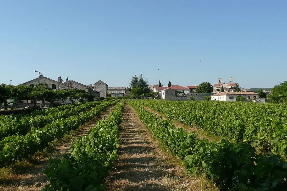Vignoble verdoyant s'étendant vers un village pittoresque, évoquant la plus grande région viticole de France sous un ciel bleu clair.
