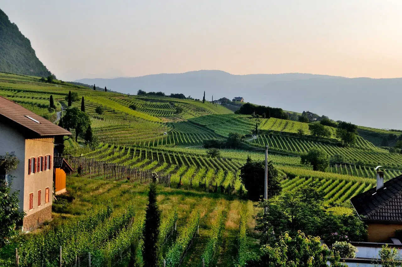 Vignoble en terrasses baigné de soleil, évoquant un cépage sud-ouest. Une maison de campagne se dresse à gauche, au milieu de la verdure luxuriante.