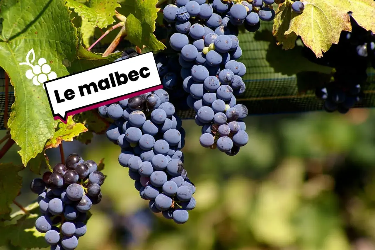 Grappes de Malbec, cépage d'origine française, mûrissant au soleil.