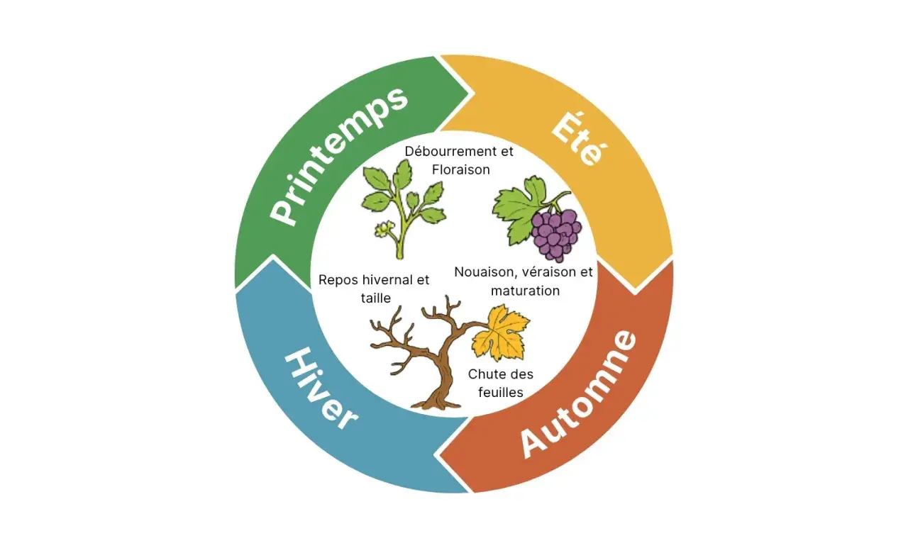 Le cycle annuel de la vigne, essentiel à la **création du vin** : débourrement, floraison, nouaison, maturation, chute des feuilles, repos hivernal et taille.