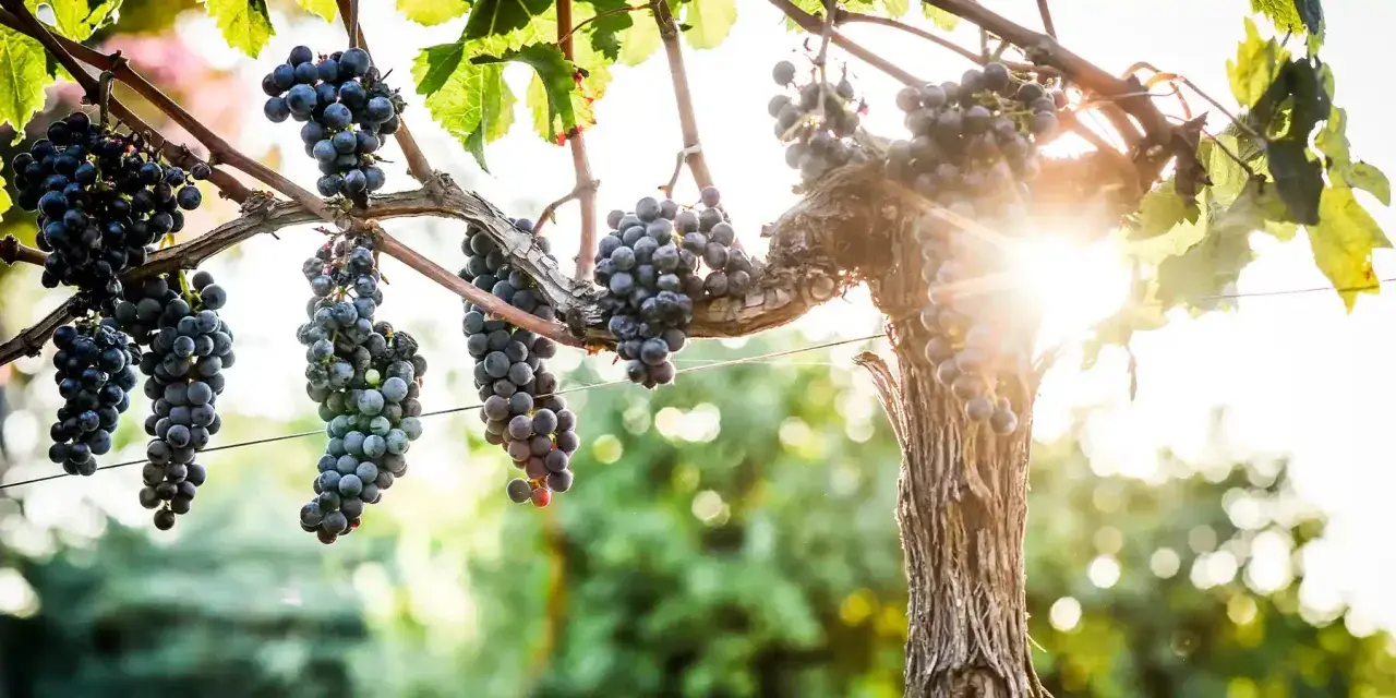 Grappes de merlot, le cépage le plus cultivé en France, mûrissant sous le soleil.
