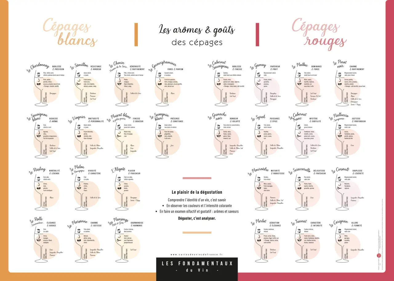 Tableau comparatif des cépages blancs et rouges, leurs arômes et saveurs. Chaque vin est représenté par un verre stylisé avec ses caractéristiques.