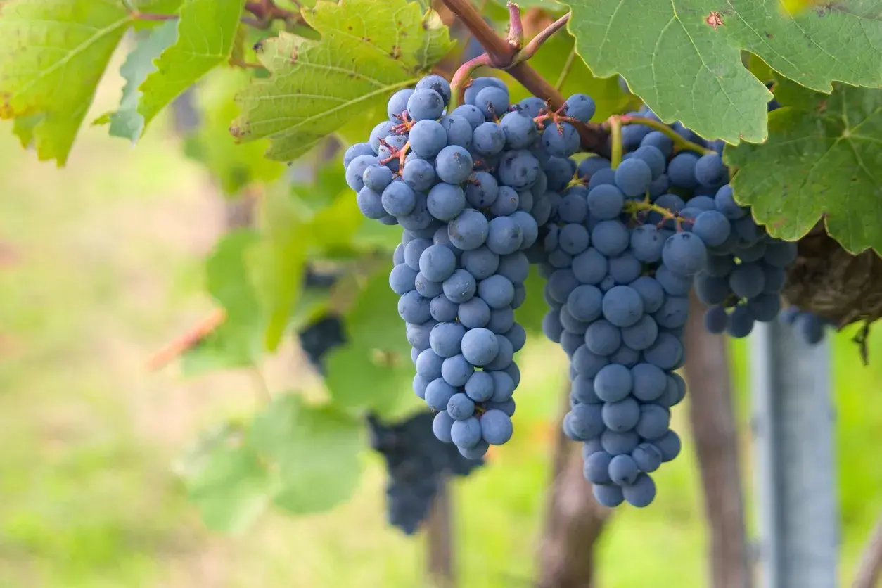 Grappes de raisin noir mûrissant sur la vigne, prêtes à devenir un champagne d'exception. Quel cépage pour le champagne ? Ces raisins pourraient bien y contribuer.