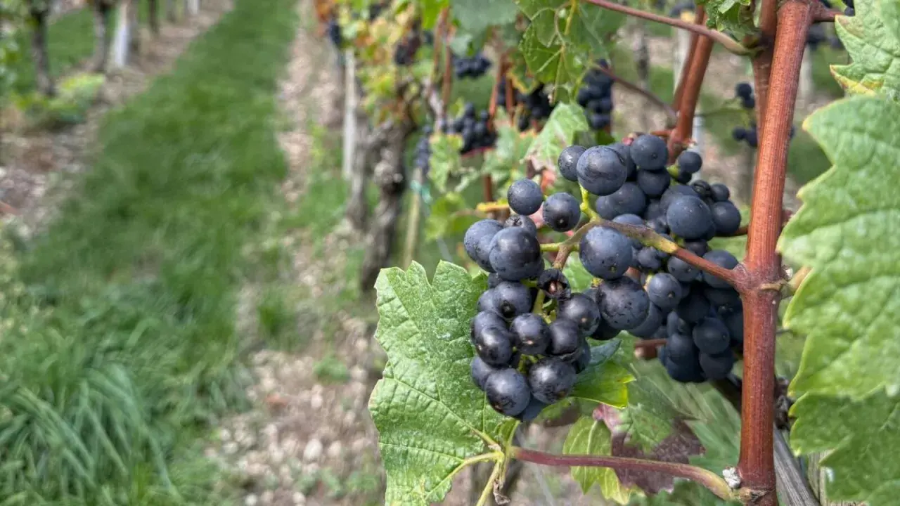 Grappes de merlot mûres sur pied, promesse des meilleures années Saint-Émilion Grand Cru.