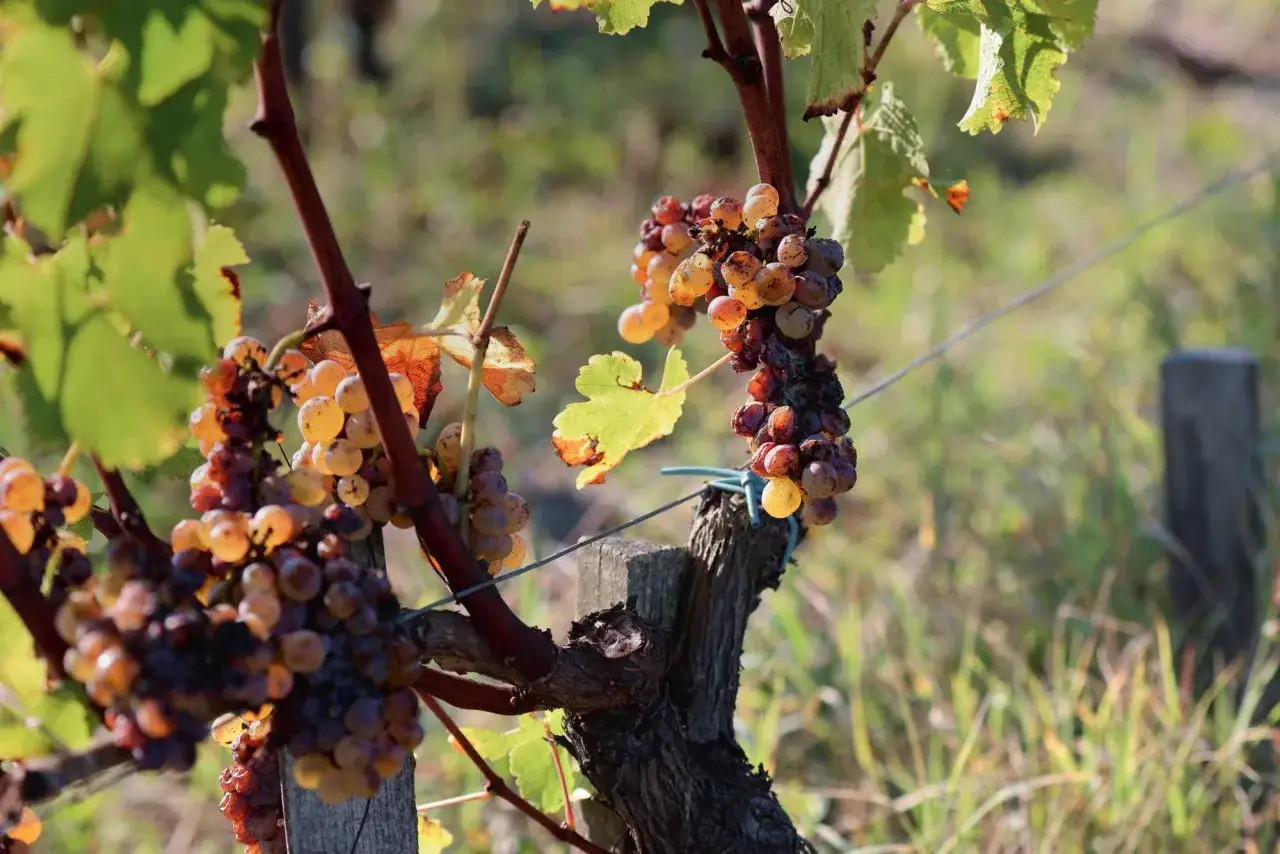 Grappes de raisins dorés et ambrés, certains flétris, prêts pour un sauterne sec ou moelleux.