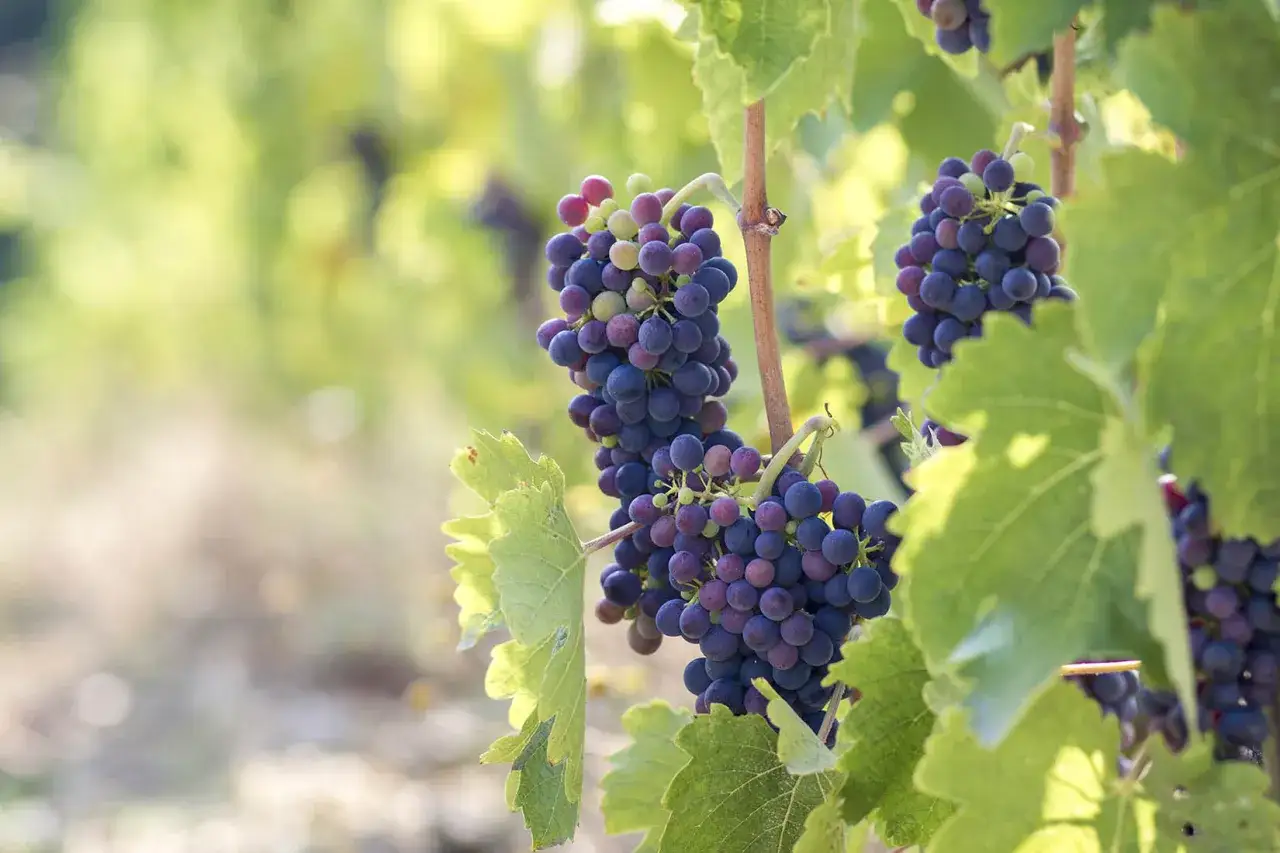 Grappes de syrah mûres sur pied, promesse des crozes-hermitage meilleures années. Soleil d'été sur la vigne.