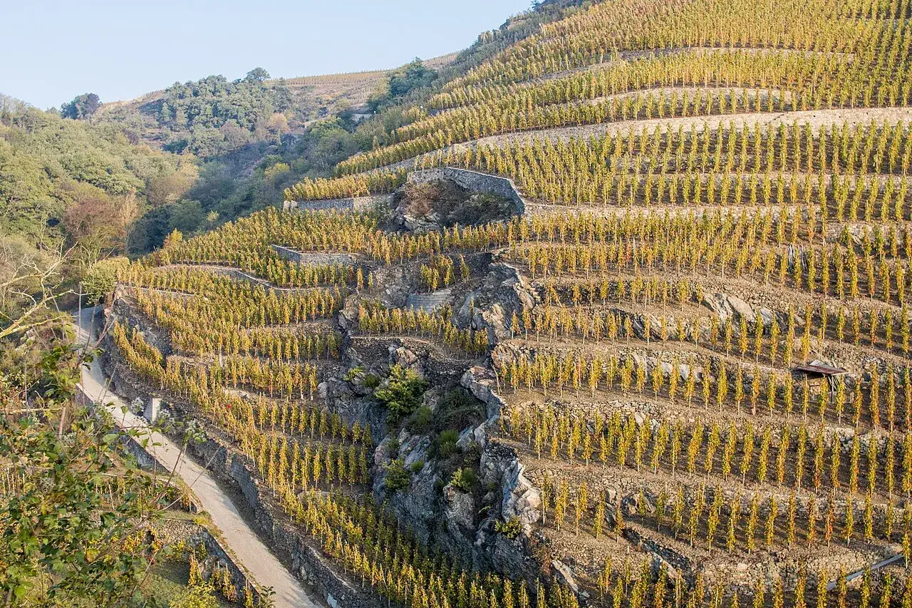 Vignes en terrasses sur une colline, prêtes pour un millésime Côte Rôtie exceptionnel. Le soleil d'automne dore les feuilles.