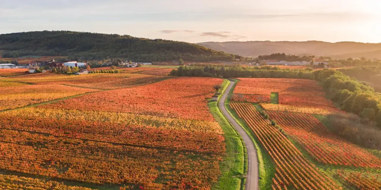 Vastes vignobles aux couleurs d'automne, évoquant le cépage Malbec et son origine. Une route serpente à travers les rangs de vignes.