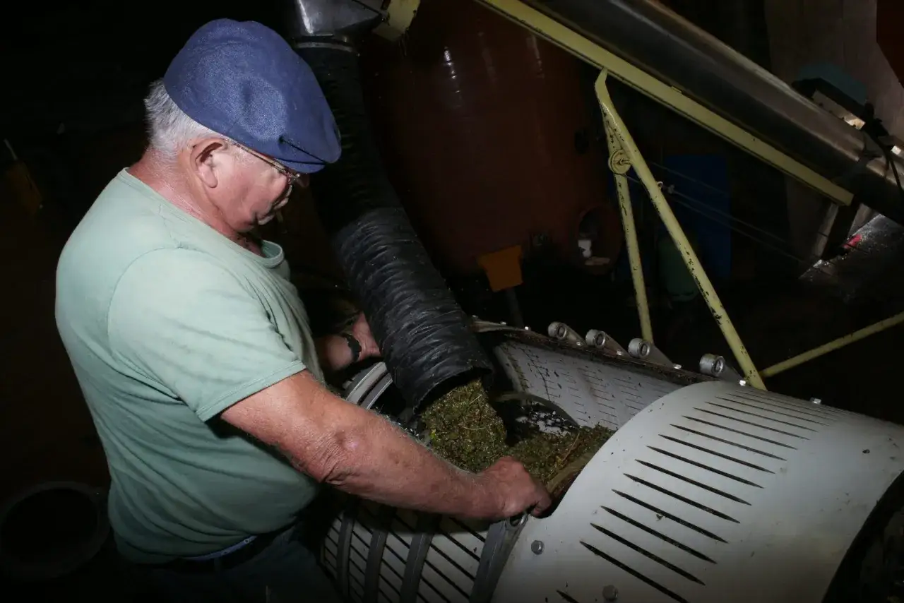 Un vigneron supervise le processus de vinification du vin blanc, avec des raisins tombant d'un tuyau dans une machine.