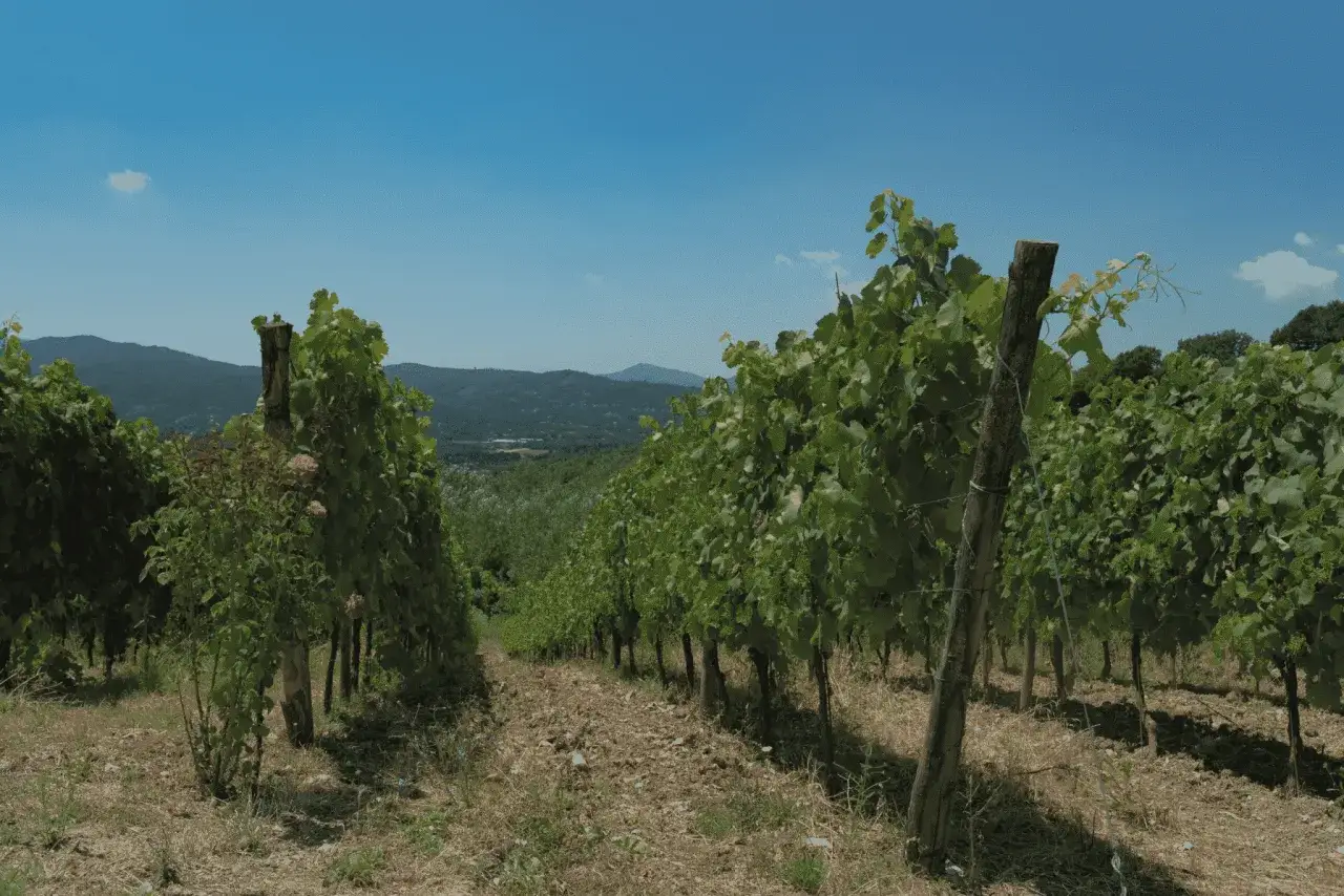 Vignes d'Aglianico del Vulture sous un ciel bleu, avec des collines en arrière-plan.