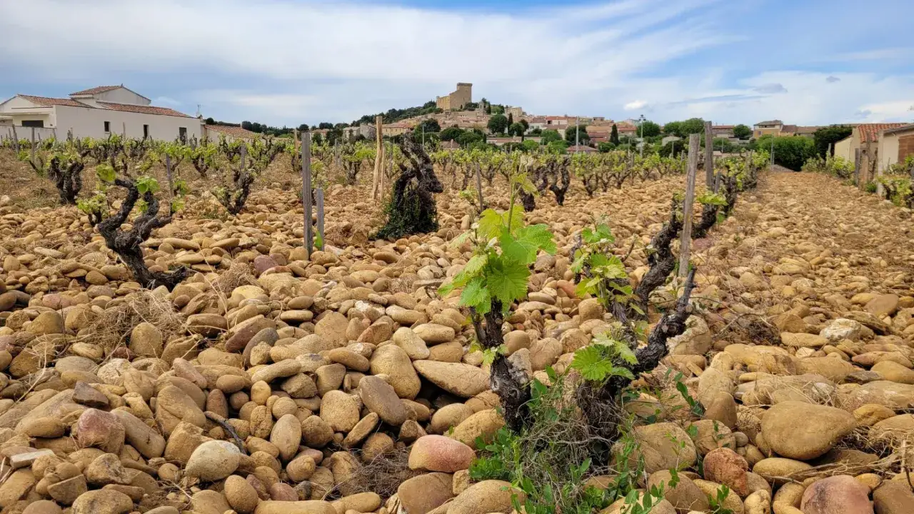 Vignes de Châteauneuf-du-Pape, sol caillouteux, village et château en arrière-plan. Un millésime prometteur se prépare.